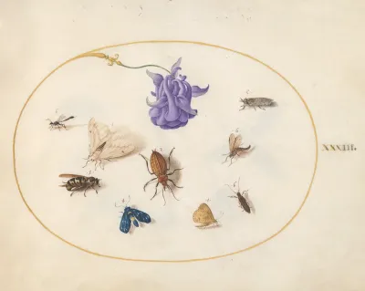 Animalia Rationalia et Insecta (Ignis):  Plate XXXIII