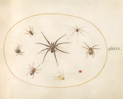 Animalia Rationalia et Insecta (Ignis):  Plate XXXIX