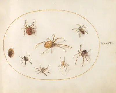 Animalia Rationalia et Insecta (Ignis):  Plate XXXVII
