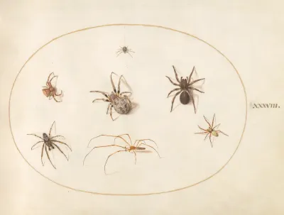 Animalia Rationalia et Insecta (Ignis):  Plate XXXVIII