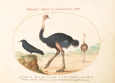 Animalia Volatilia et Amphibia (Aier): Plate I