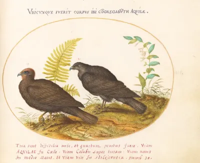Animalia Volatilia et Amphibia (Aier): Plate III