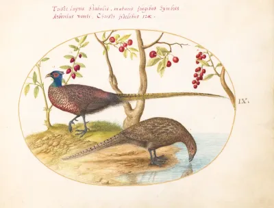 Animalia Volatilia et Amphibia (Aier): Plate IX
