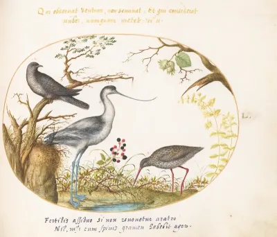 Animalia Volatilia et Amphibia (Aier): Plate L