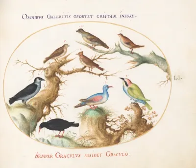 Animalia Volatilia et Amphibia (Aier): Plate LI