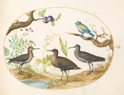 Animalia Volatilia et Amphibia (Aier): Plate LII