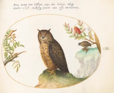 Animalia Volatilia et Amphibia (Aier): Plate LIV