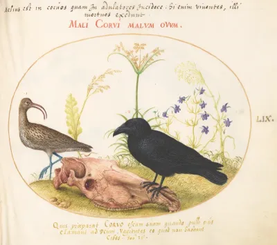 Animalia Volatilia et Amphibia (Aier): Plate LIX