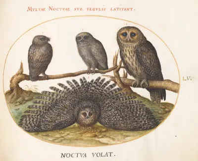 Animalia Volatilia et Amphibia (Aier): Plate LV