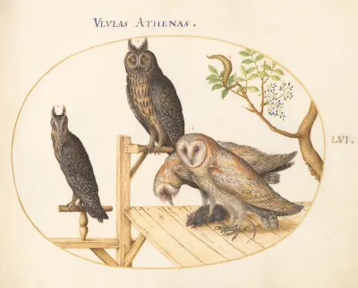 Animalia Volatilia et Amphibia (Aier): Plate LVI