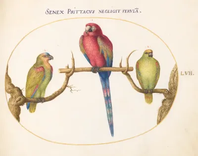 Animalia Volatilia et Amphibia (Aier): Plate LVII