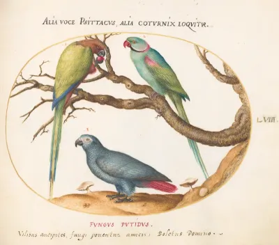 Animalia Volatilia et Amphibia (Aier): Plate LVIII
