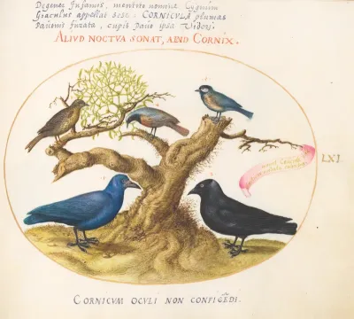 Animalia Volatilia et Amphibia (Aier): Plate LXI