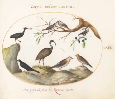 Animalia Volatilia et Amphibia (Aier): Plate LXII