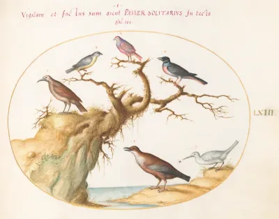Animalia Volatilia et Amphibia (Aier): Plate LXIII