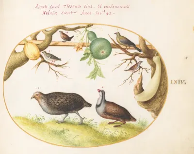 Animalia Volatilia et Amphibia (Aier): Plate LXIV