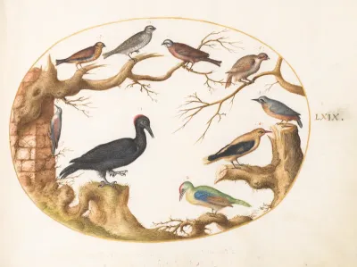 Animalia Volatilia et Amphibia (Aier): Plate LXIX