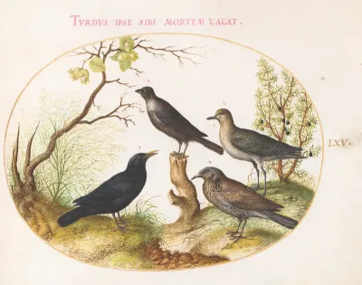 Animalia Volatilia et Amphibia (Aier): Plate LXV