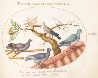 Animalia Volatilia et Amphibia (Aier): Plate LXVI