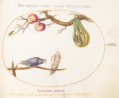 Animalia Volatilia et Amphibia (Aier): Plate LXVII