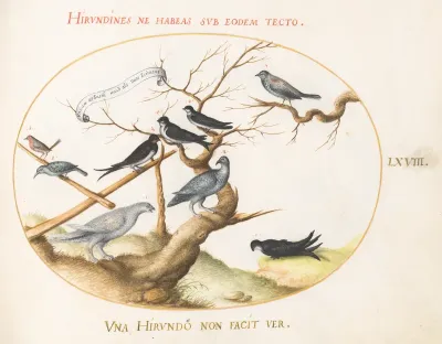 Animalia Volatilia et Amphibia (Aier): Plate LXVIII