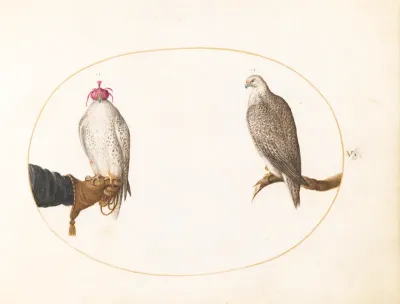 Animalia Volatilia et Amphibia (Aier): Plate V