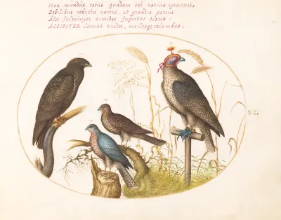 Animalia Volatilia et Amphibia (Aier): Plate VI