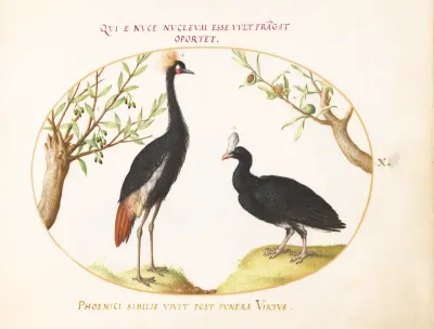 Animalia Volatilia et Amphibia (Aier): Plate X