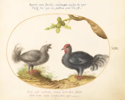 Animalia Volatilia et Amphibia (Aier): Plate XIII