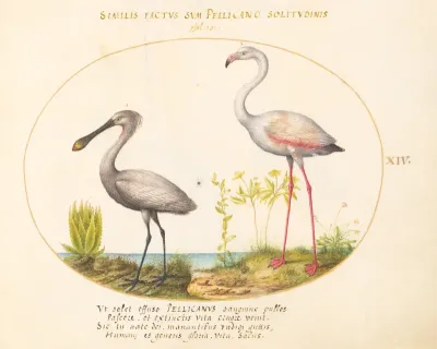 Animalia Volatilia et Amphibia (Aier): Plate XIV