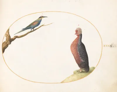 Animalia Volatilia et Amphibia (Aier): Plate XL