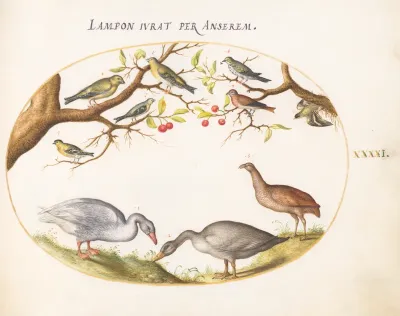 Animalia Volatilia et Amphibia (Aier): Plate XLI
