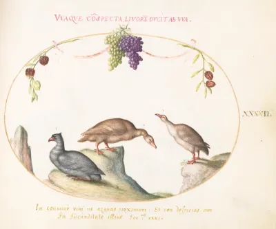 Animalia Volatilia et Amphibia (Aier): Plate XLII