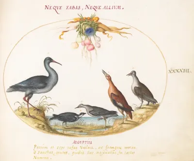 Animalia Volatilia et Amphibia (Aier): Plate XLIII
