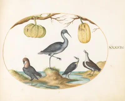 Animalia Volatilia et Amphibia (Aier): Plate XLIV