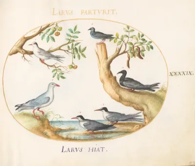 Animalia Volatilia et Amphibia (Aier): Plate XLIX