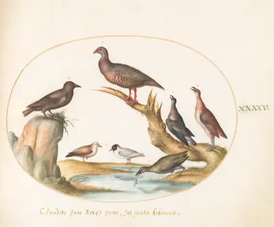 Animalia Volatilia et Amphibia (Aier): Plate XLV