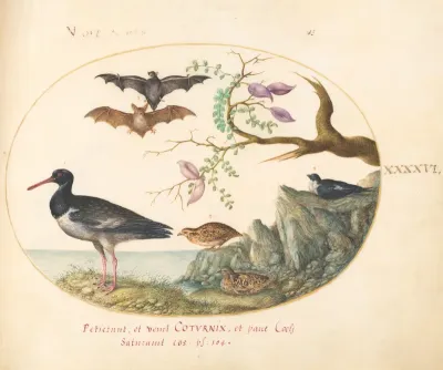 Animalia Volatilia et Amphibia (Aier): Plate XLVI
