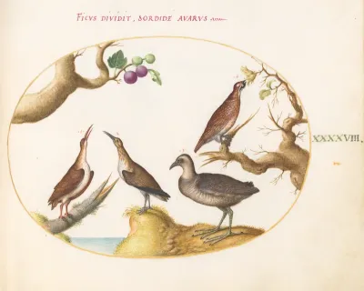 Animalia Volatilia et Amphibia (Aier): Plate XLVIII
