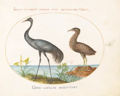 Animalia Volatilia et Amphibia (Aier): Plate XV