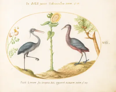 Animalia Volatilia et Amphibia (Aier): Plate XVI