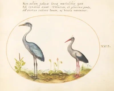 Animalia Volatilia et Amphibia (Aier): Plate XVIII