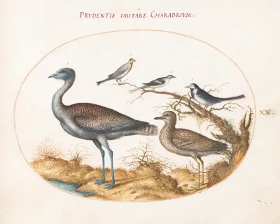 Animalia Volatilia et Amphibia (Aier): Plate XX