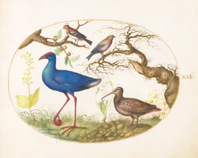 Animalia Volatilia et Amphibia (Aier): Plate XXI