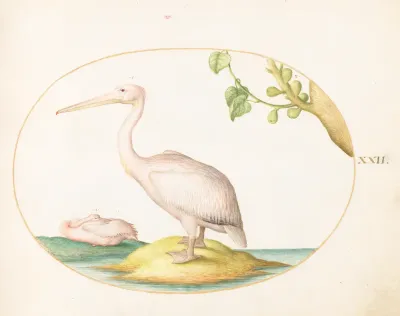 Animalia Volatilia et Amphibia (Aier): Plate XXII