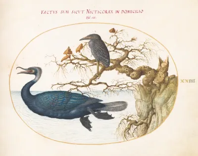 Animalia Volatilia et Amphibia (Aier): Plate XXIII