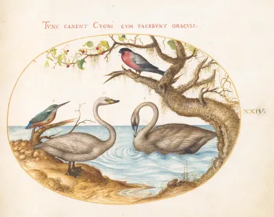 Animalia Volatilia et Amphibia (Aier): Plate XXIV