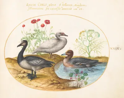 Animalia Volatilia et Amphibia (Aier): Plate XXIX