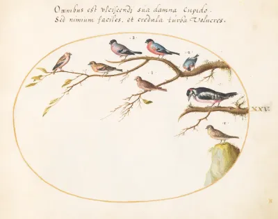 Animalia Volatilia et Amphibia (Aier): Plate XXV