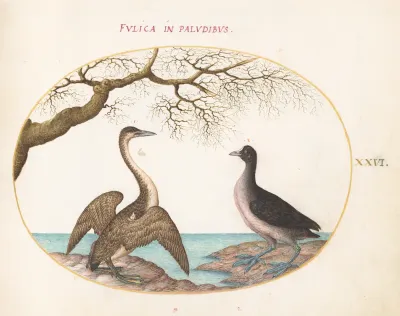 Animalia Volatilia et Amphibia (Aier): Plate XXVI